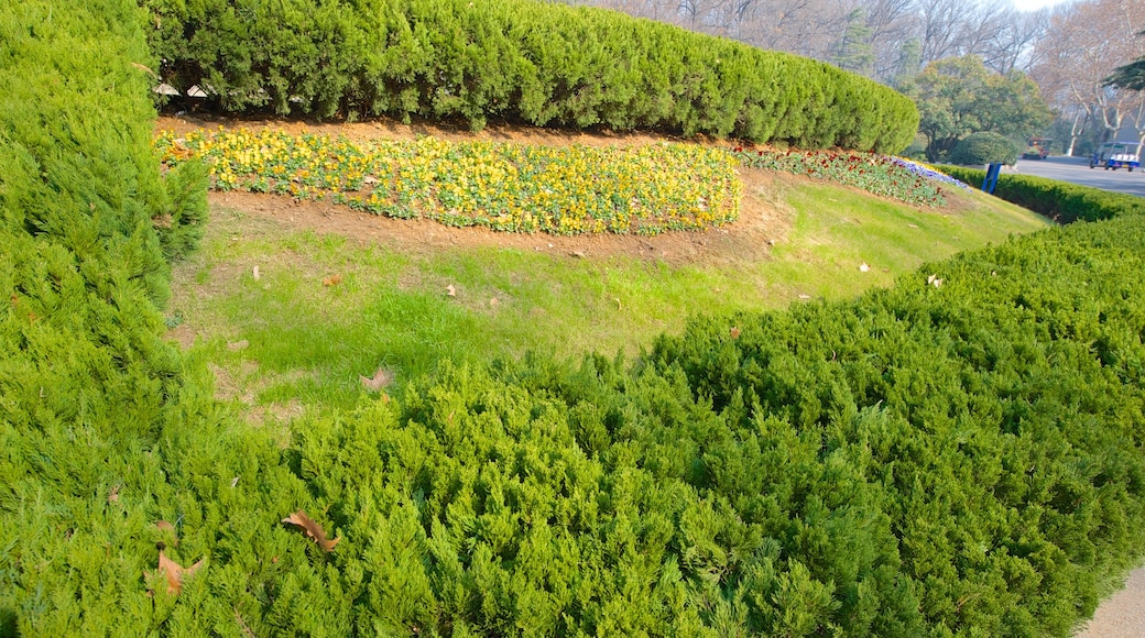 中山陵 其中包括 花園