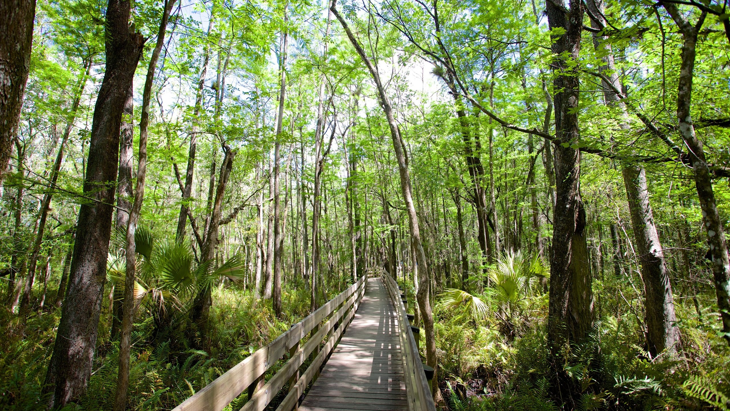 Fort Myers ofreciendo bosques