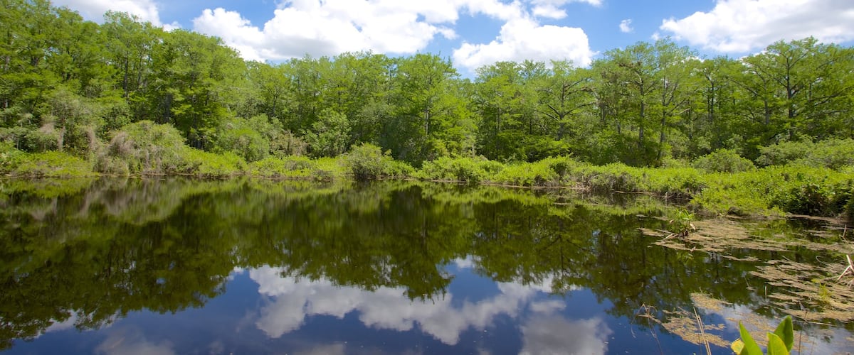 Six Mile Cypress Slough Preserve showing forest scenes and a lake or waterhole