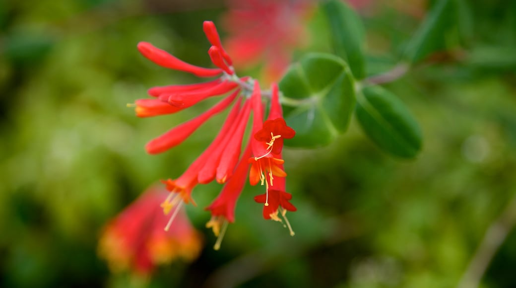 Manatee Park som omfatter vilde blomster, blomster og en have