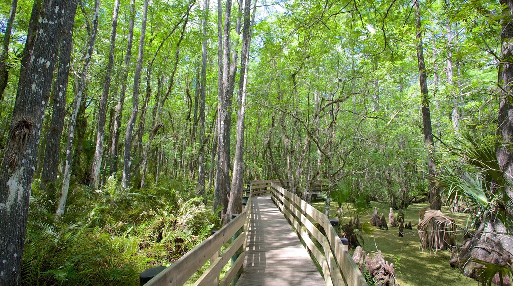 Six Mile Cypress Slough Preserve which includes forests