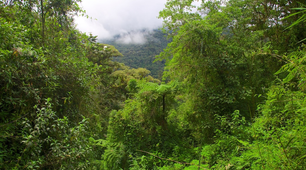 Bellavista mostrando foresta pluviale