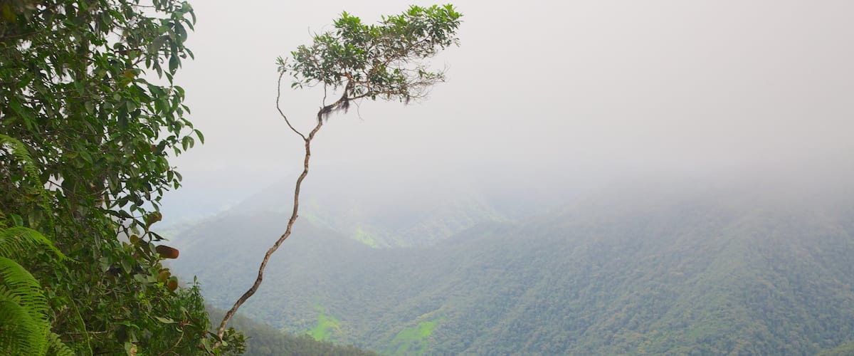 Bellavista which includes forest scenes and rainforest