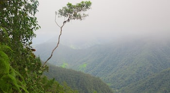 Bellavista mit einem Waldmotive und Regenwald