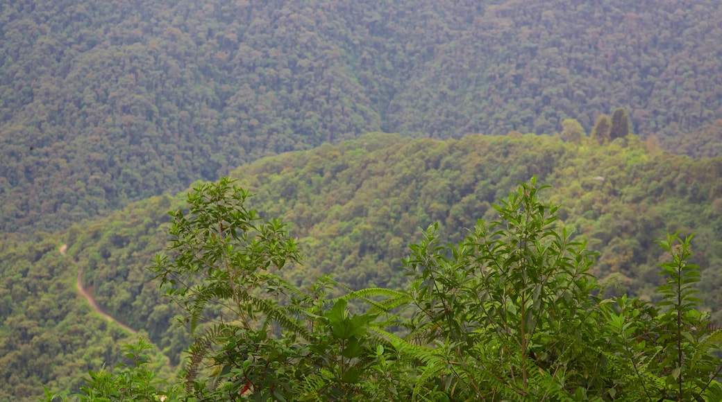 Bellavista caratteristiche di paesaggio forestale