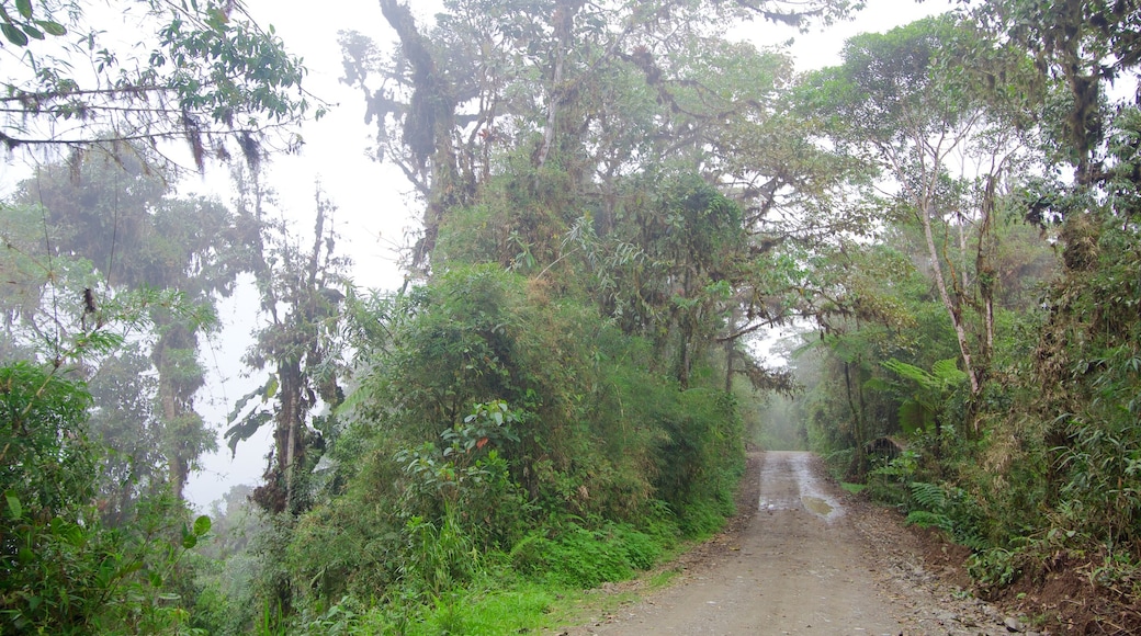 Bellavista mostrando cenas de floresta e floresta tropical