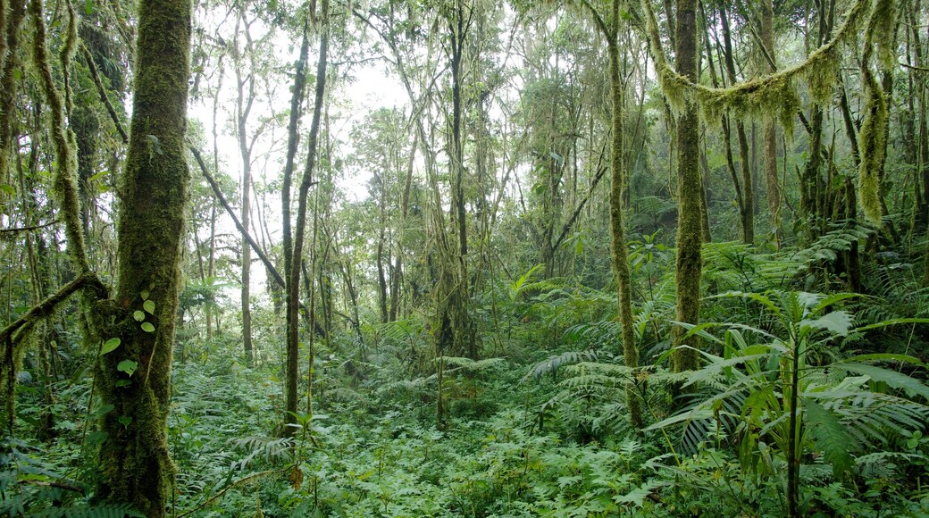 Bellavista caratteristiche di foresta pluviale