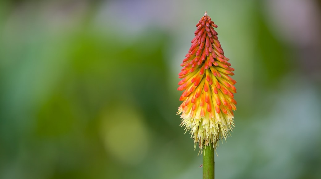 La Carolina caratteristiche di fiori, giardino e fiori di campo