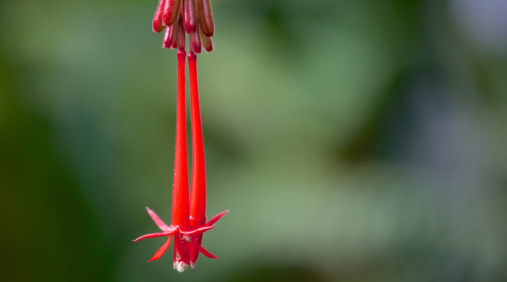 La Carolina mit einem Blumen, Wildblumen und Park