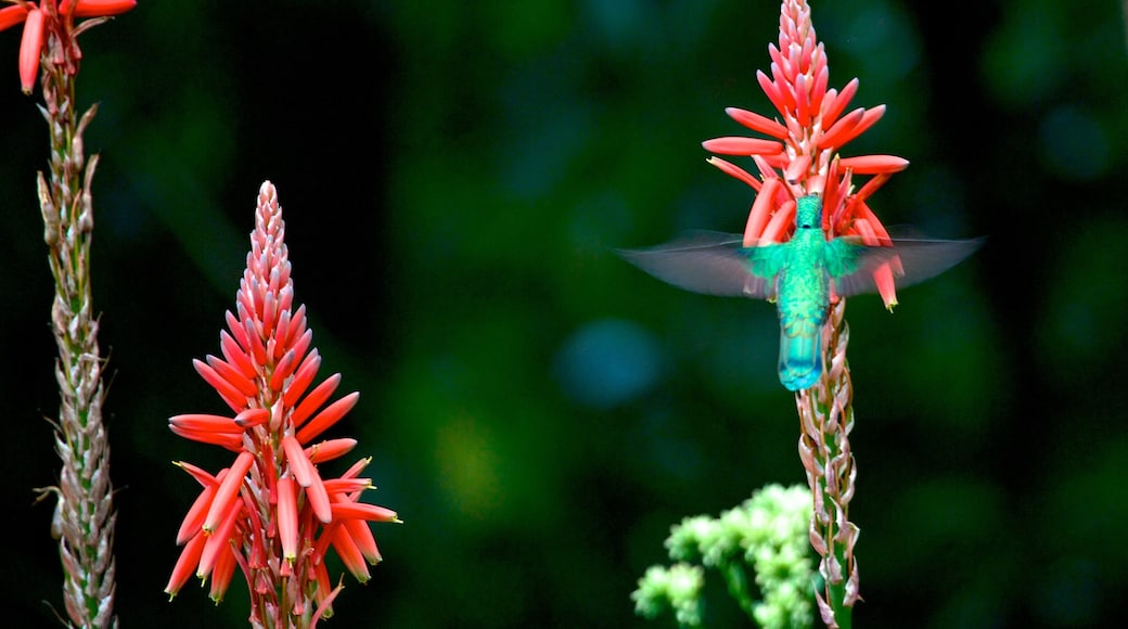 La Carolina showing flowers, bird life and a garden