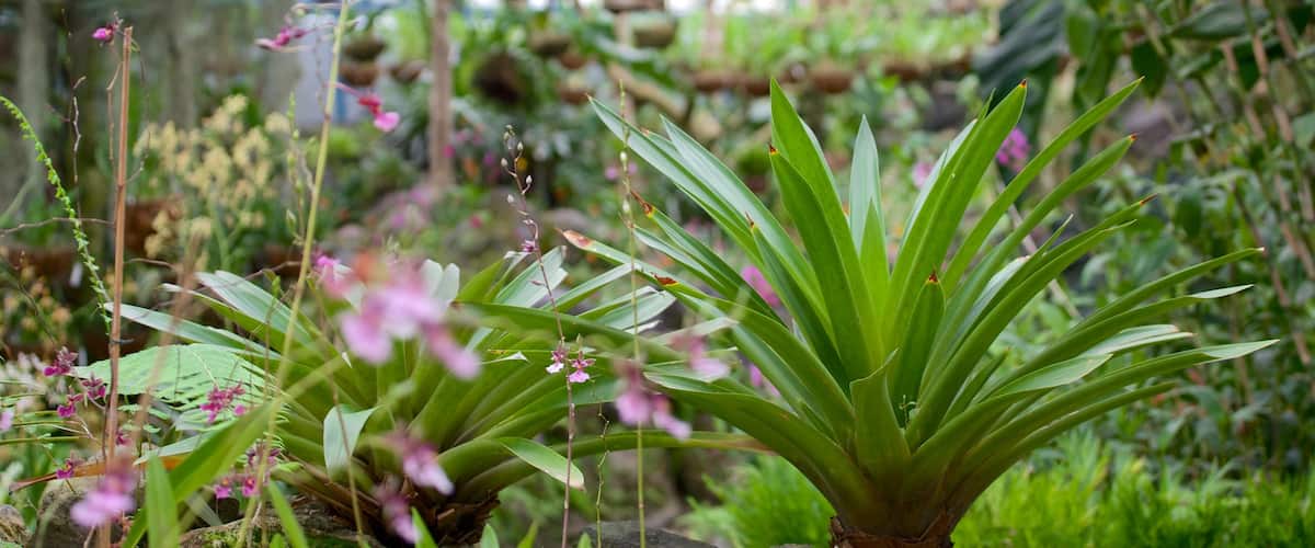 La Carolina featuring a garden, flowers and wild flowers