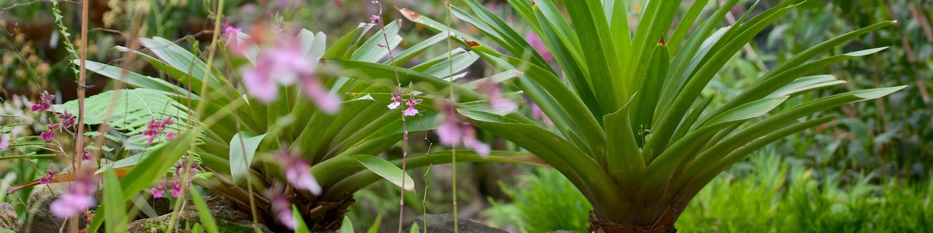 La Carolina which includes wildflowers, a park and flowers