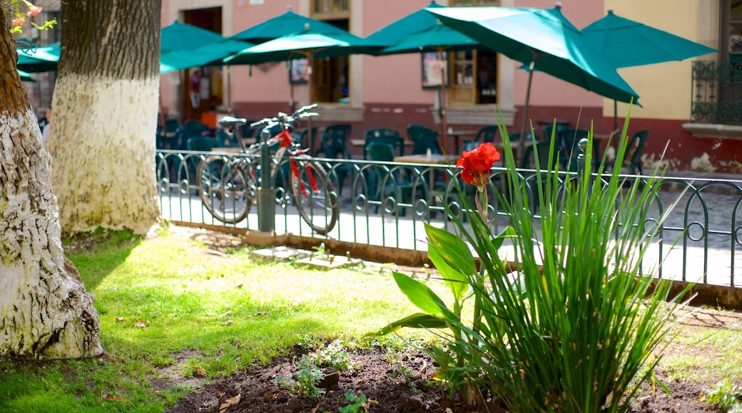 Jardín de las Rosas que incluye escenas urbanas y un parque