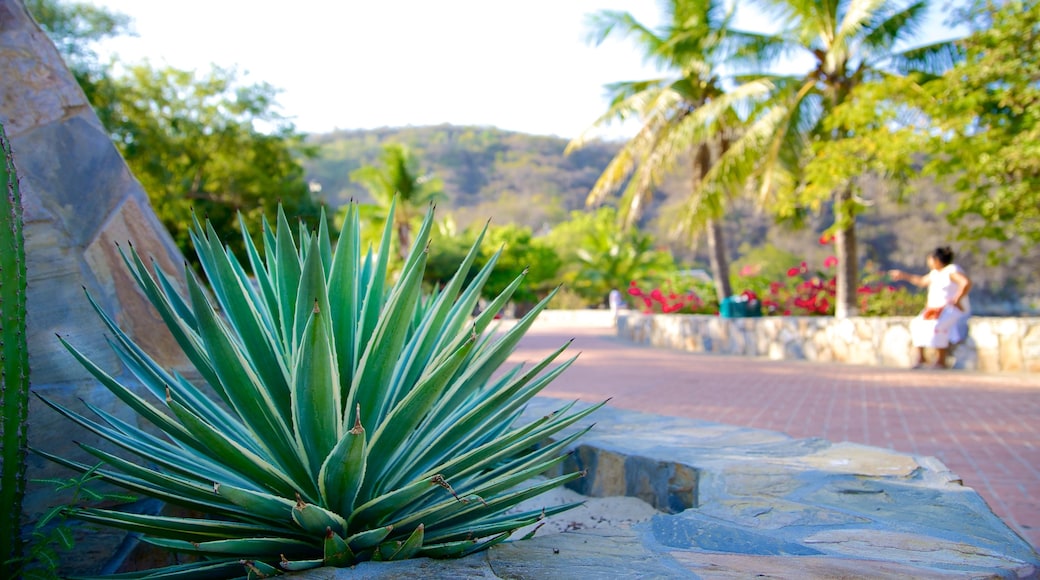 La Entrega Beach which includes tropical scenes and a garden