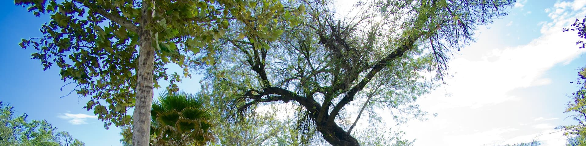 Alameda showing a garden