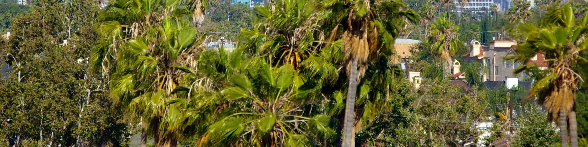 The Grove showing skyline, tropical scenes and central business district