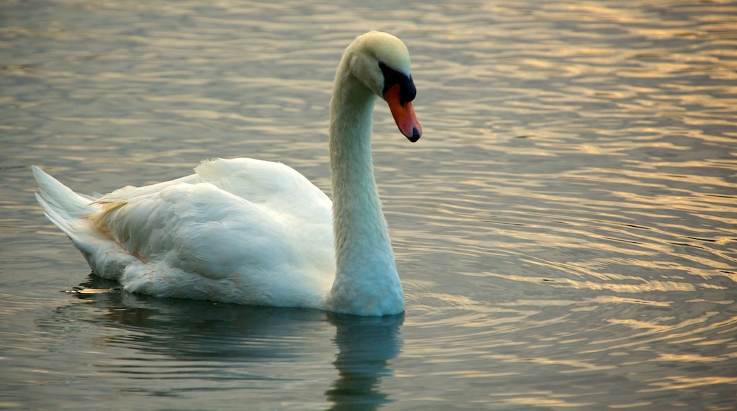 Lake Eola Park showing bird life and a lake or waterhole