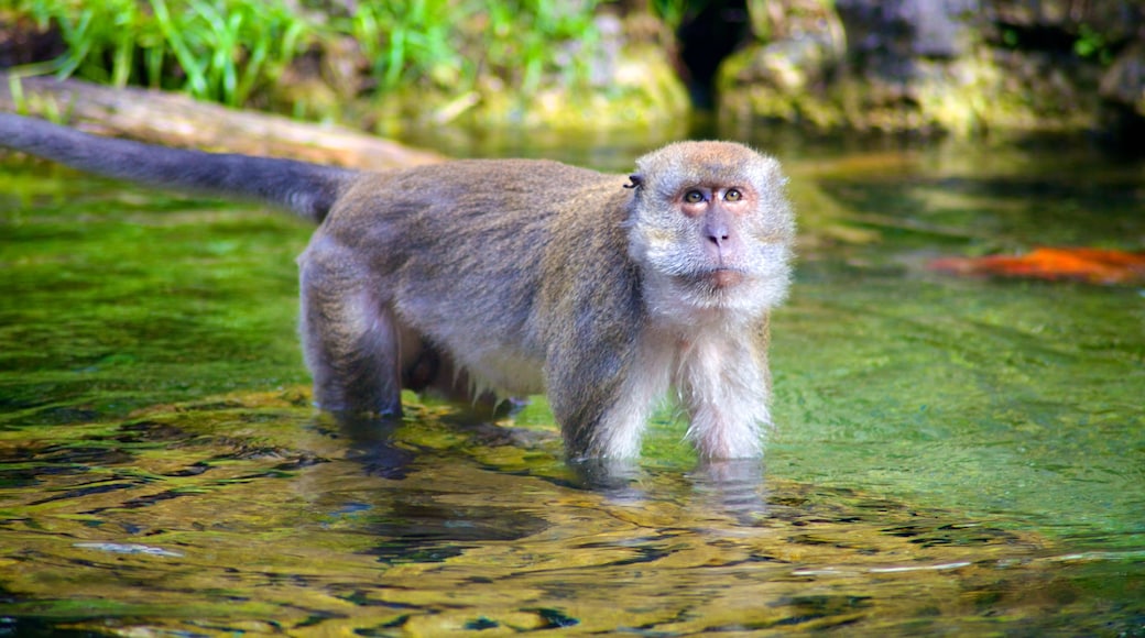 Monkey Jungle que incluye un estanque, animales tiernos y animales del zoológico