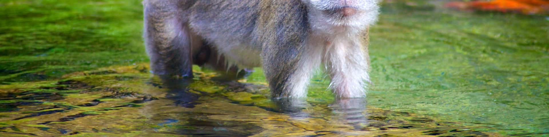 Monkey Jungle which includes cuddly or friendly animals, a pond and zoo animals