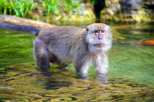 Affenpark mit einem Zootiere, Teich und niedliche oder freundliche Tiere