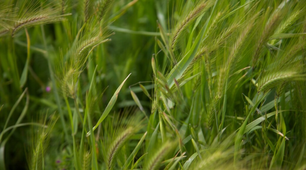 ซานฟรานซิสโก เนื้อเรื่องที่ ทิวทัศน์ที่เงียบสงบ