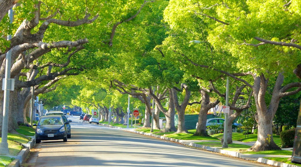 Beverly Hills showing street scenes