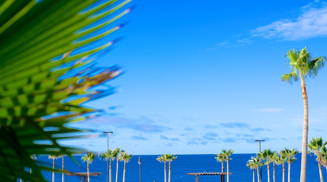 Puerto Penasco showing landscape views, tropical scenes and general coastal views