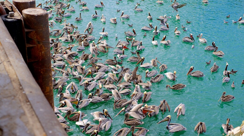 Puerto Peñasco ofreciendo vistas generales de la costa y vida de las aves