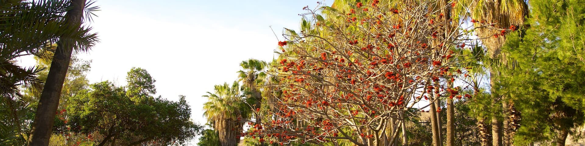 Parque Morelos ofreciendo un jardín