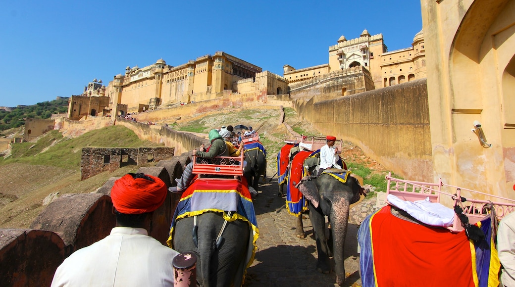 Amber Fort showing a castle, land animals and heritage architecture