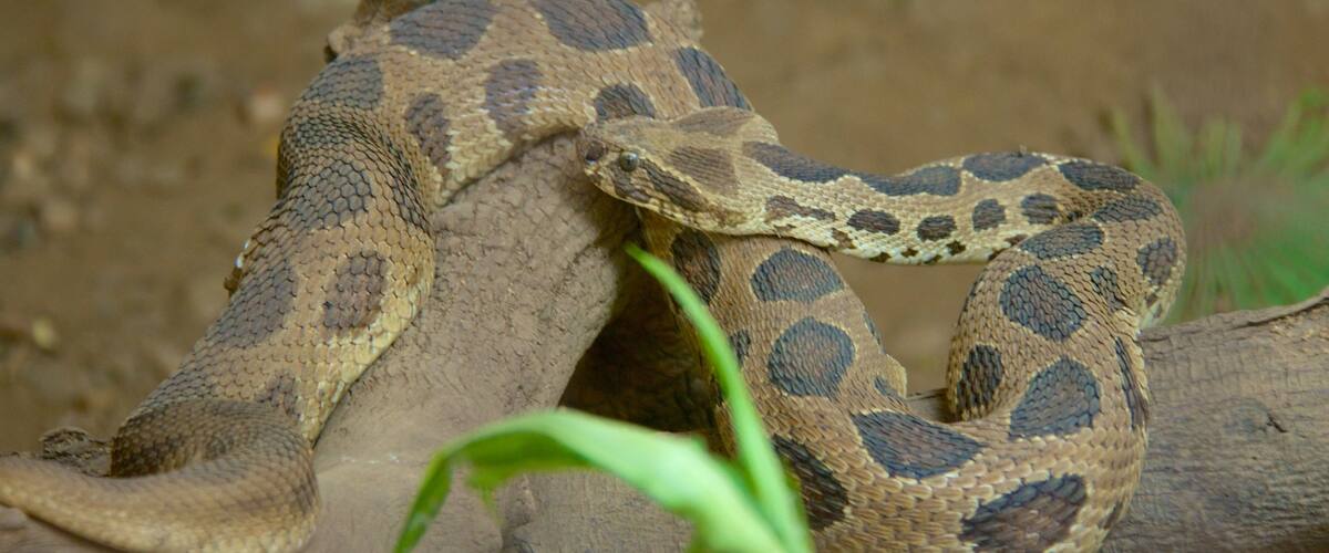 Pune which includes dangerous animals, animals and zoo animals
