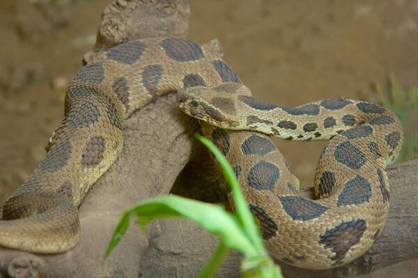 Pune showing animals, zoo animals and dangerous animals