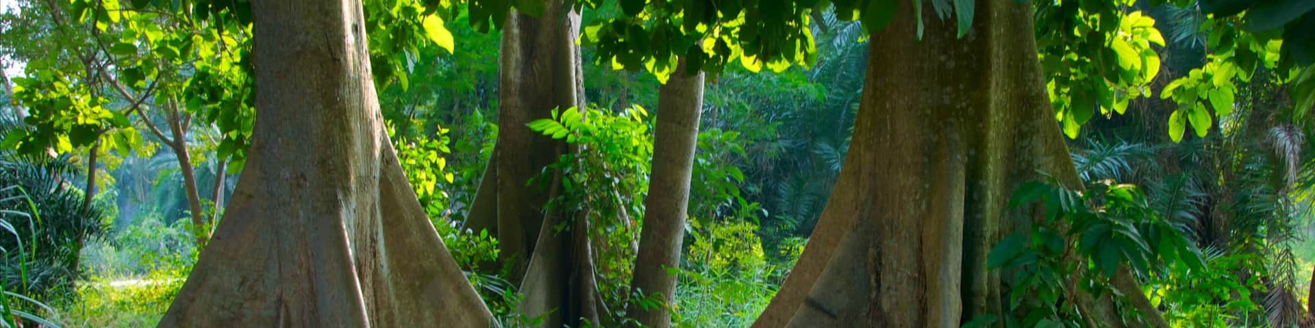 Botanical Gardens showing a park