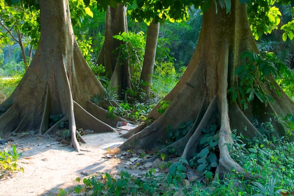 Jardins botaniques qui includes jardin