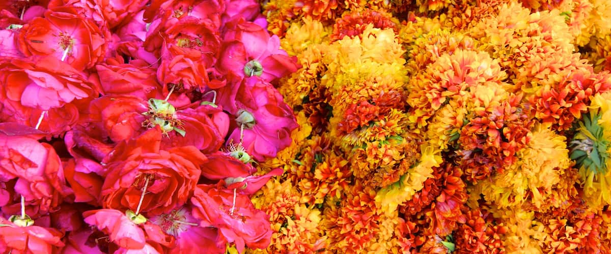 Johri Bazaar which includes flowers