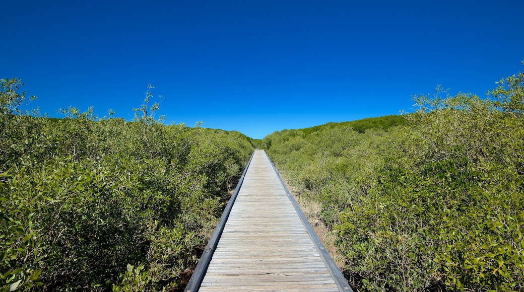 Broome mostrando paisagem