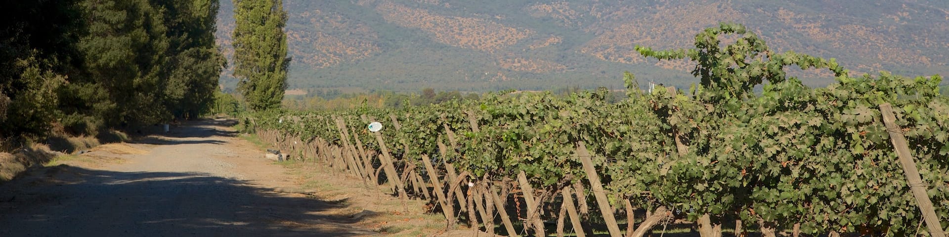 Pirque showing mountains and farmland