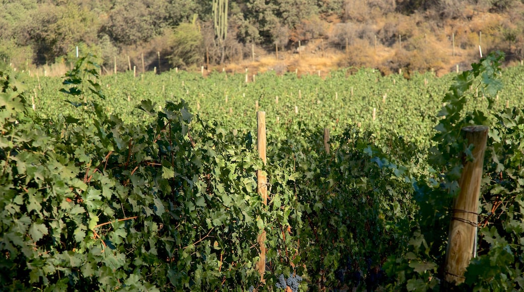 Pirque mostrando tierras de cultivo