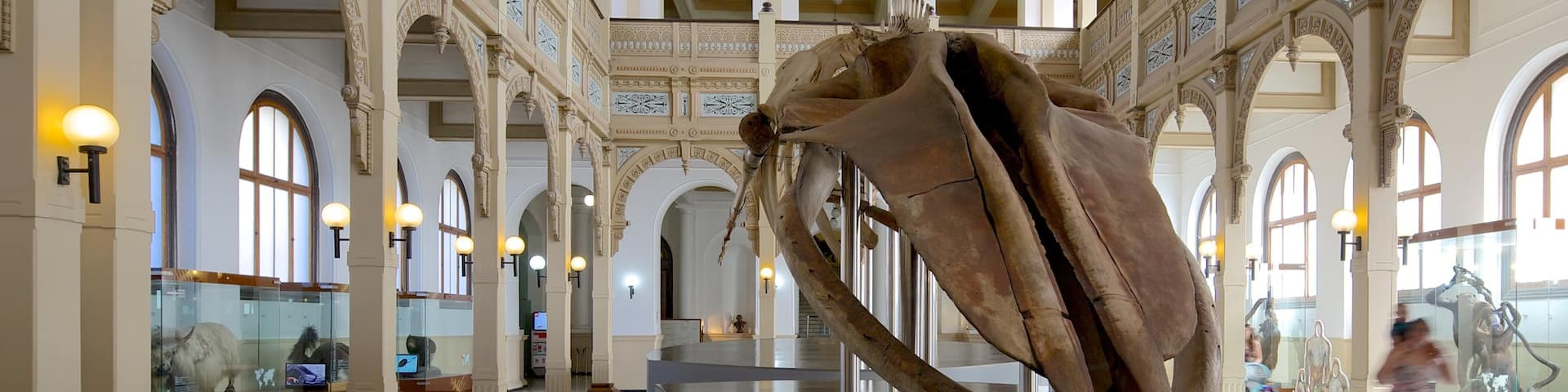 National Museum of Natural History featuring interior views