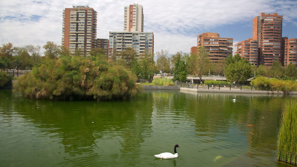 Vitacura which includes bird life and a pond