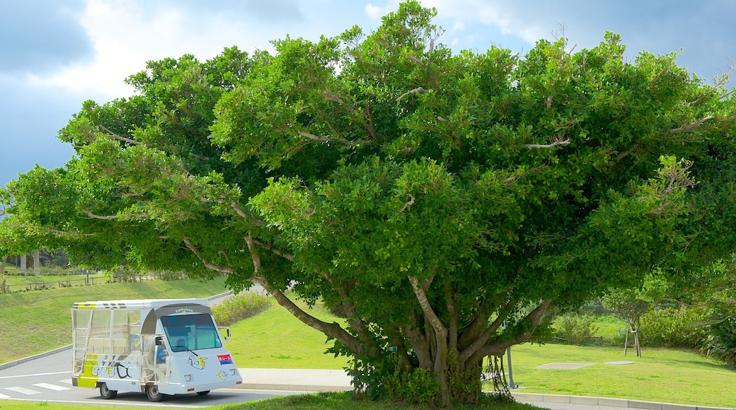 Okinawa showing a garden