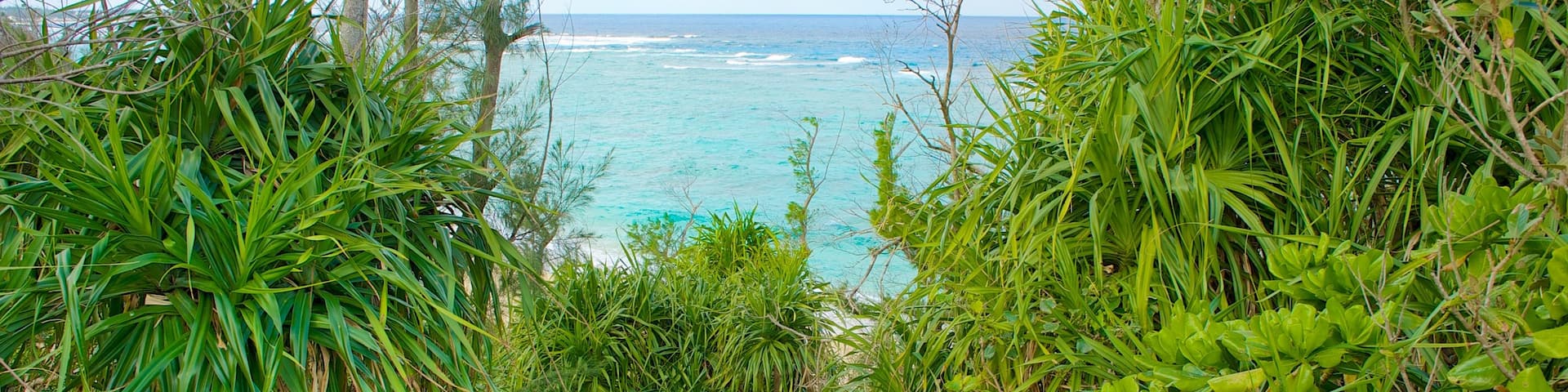 Mission Beach showing tropical scenes and general coastal views