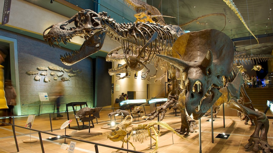Musée d\'histoire naturelle et humaine montrant vues intérieures