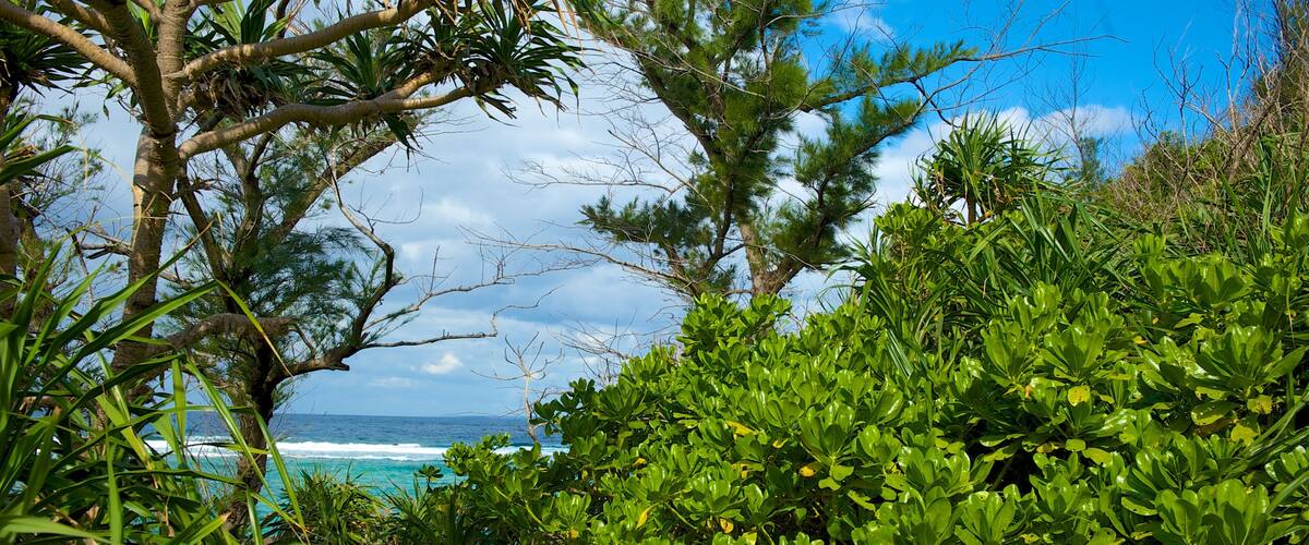 Mission Beach showing tropical scenes and general coastal views