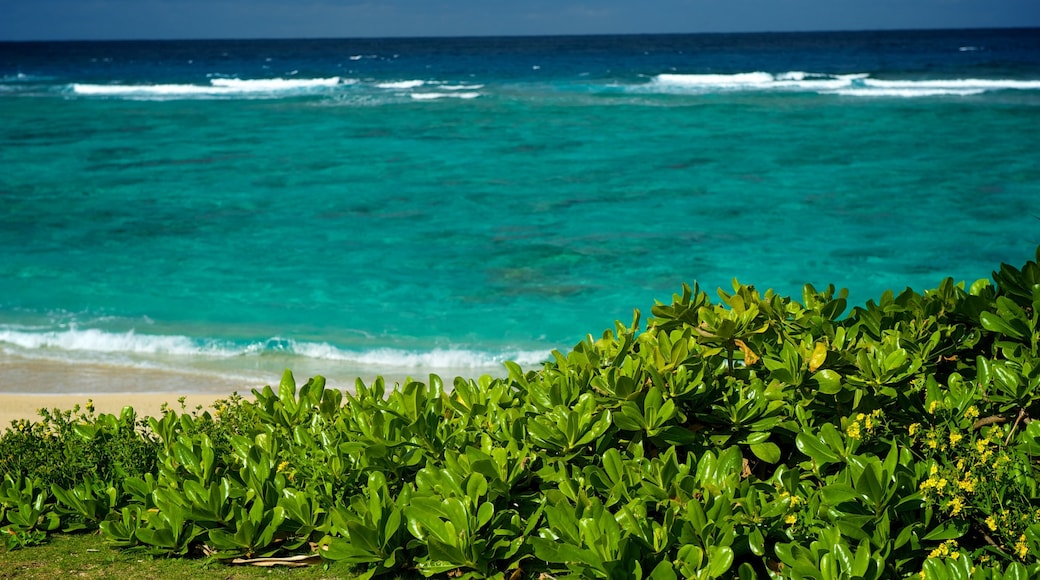 Mission Beach showing a sandy beach