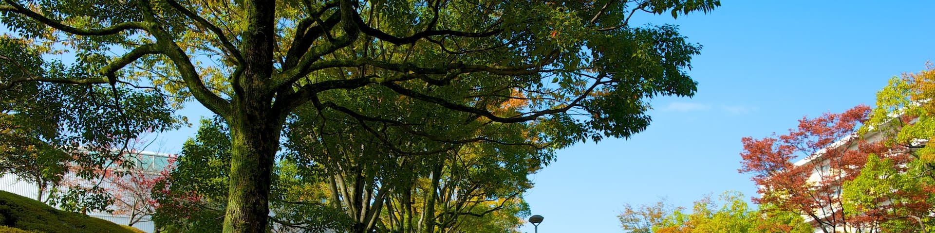 Toyota Automobile Museum which includes a park