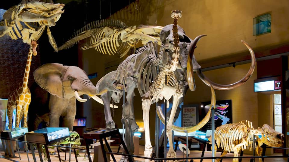 Musée d\'histoire naturelle et humaine mettant en vedette vues intérieures