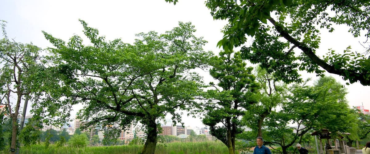 Taito showing a pond