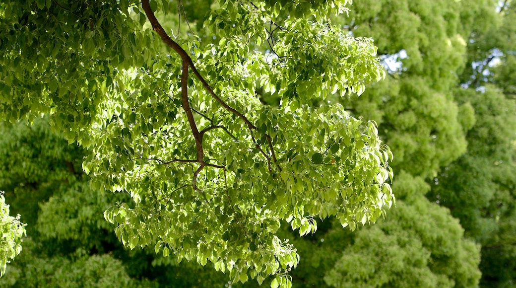 Santuario de Meiji Jingu mostrando un jardín
