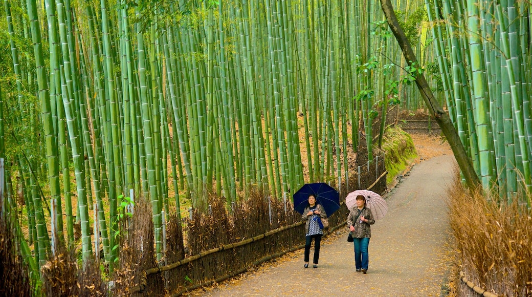 Kyoto featuring hiking or walking, landscape views and forest scenes